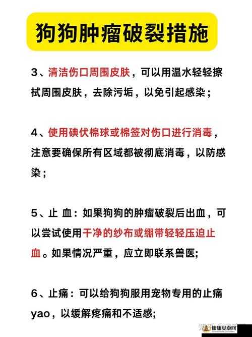 狗狗的东西又硬又长怎么办：主人应如何正确应对和处理